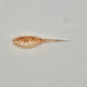 2" Shad 40 Count Pack